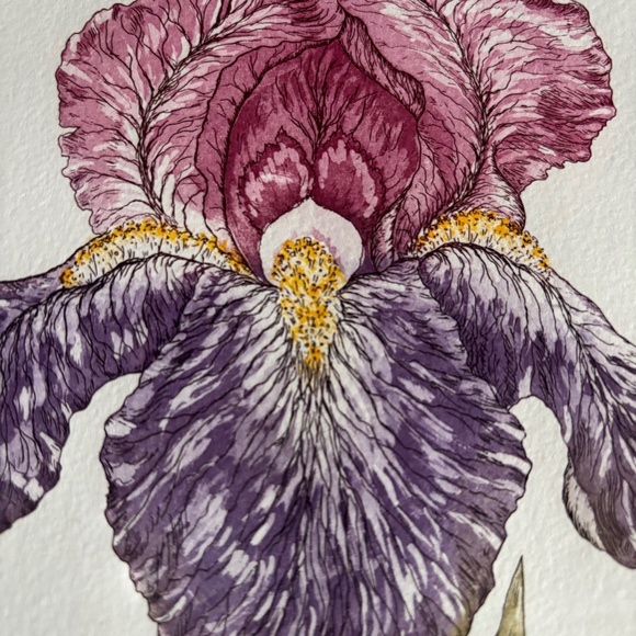 Iris etching signed/numbered Martha Hinson - Picture 4 of 4